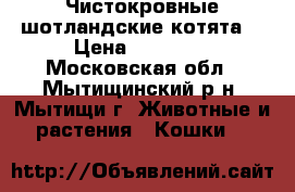 Чистокровные шотландские котята. › Цена ­ 10 000 - Московская обл., Мытищинский р-н, Мытищи г. Животные и растения » Кошки   